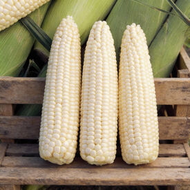 Illusion, (F1) Corn Seed